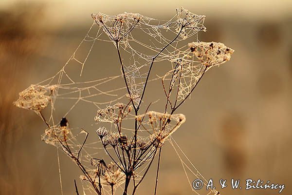 Krople rosy na pajęczynach, Pogórze Dynowskie