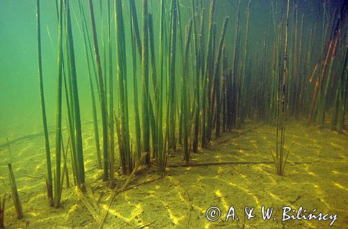 pałka typha