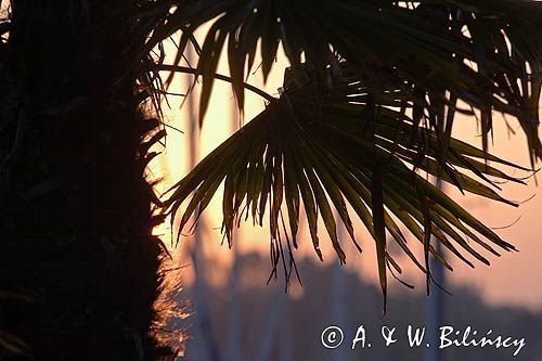 palma sabalowa, Port la Foret, Finistere, Bretania, Francja
