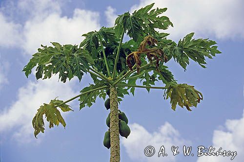 Papaja, Melonowiec właściwy, Carica papaya