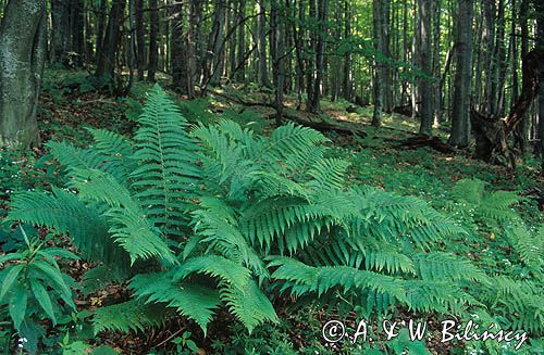 paproć Narecznica samcza, Dryopteris filix-mas