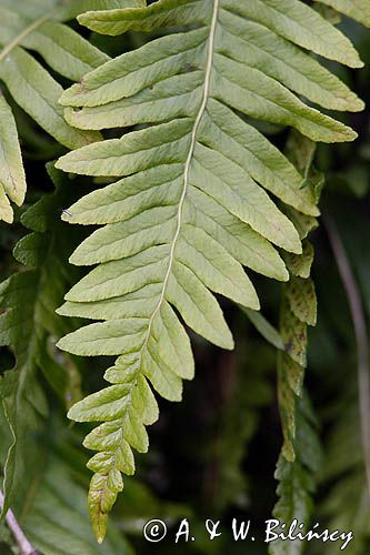 Polypodium vulgare paprotka zwyczajna) ,