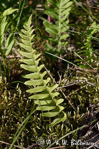 Polypodium vulgare paprotka zwyczajna) ,