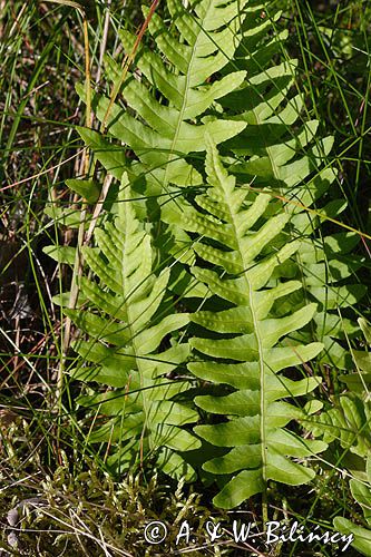 Polypodium vulgare paprotka zwyczajna) ,