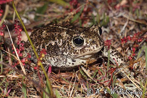 ropucha paskówka, Epidalea calamita, syn. Bufo calamita