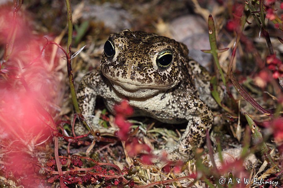 ropucha paskówka, Epidalea calamita, syn. Bufo calamita