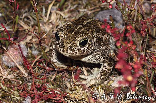 ropucha paskówka, Epidalea calamita, syn. Bufo calamita