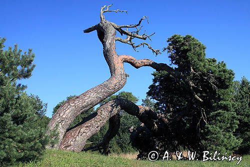 Pavilosta, Łotwa  "Sosna sztormów" - "Storm pine" in Pavilosta, Latvia.