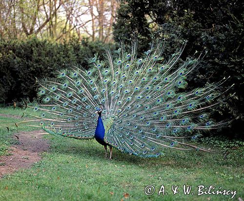 paw z rozłożonym ogonem, paw indyjski, Pavo cristatus