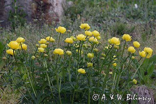 Trollius altissimus pełnik alpejski)