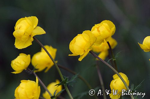 pełnik europejski Trollius europaeus rezerwat 'Bojarski Grąd' Nadbużański Park Krajobrazowy