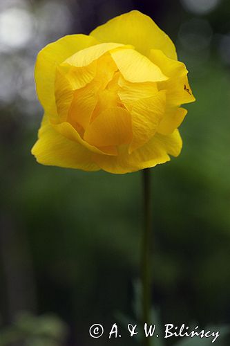 pełnik europejski Trollius europaeus rezerwat 'Bojarski Grąd' Nadbużański Park Krajobrazowy