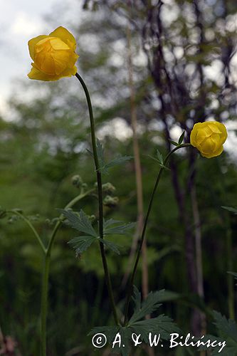 pełnik europejski Trollius europaeus rezerwat 'Bojarski Grąd' Nadbużański Park Krajobrazowy