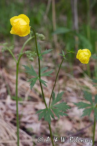 pełnik europejski Trollius europaeus rezerwat 'Bojarski Grąd' Nadbużański Park Krajobrazowy