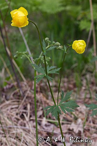 pełnik europejski Trollius europaeus rezerwat 'Bojarski Grąd' Nadbużański Park Krajobrazowy