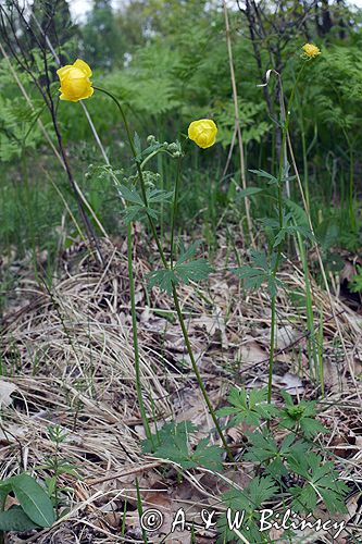 pełnik europejski Trollius europaeus rezerwat 'Bojarski Grąd' Nadbużański Park Krajobrazowy