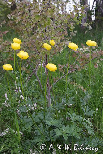 pełnik europejski Trollius europaeus rezerwat 'Bojarski Grąd' Nadbużański Park Krajobrazowy