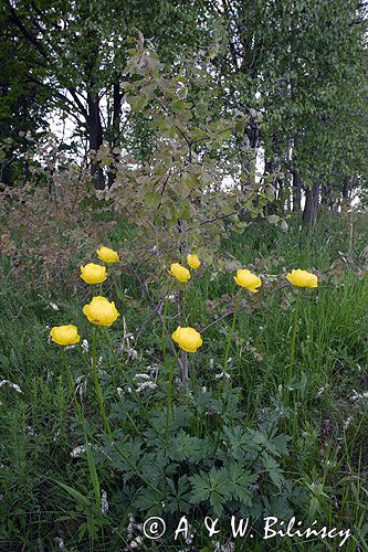 pełnik europejski Trollius europaeus rezerwat 'Bojarski Grąd' Nadbużański Park Krajobrazowy