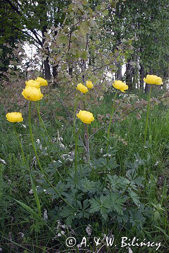 pełnik europejski Trollius europaeus rezerwat 'Bojarski Grąd' Nadbużański Park Krajobrazowy