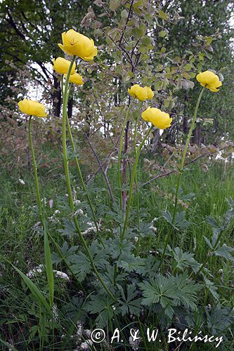 pełnik europejski Trollius europaeus rezerwat 'Bojarski Grąd' Nadbużański Park Krajobrazowy