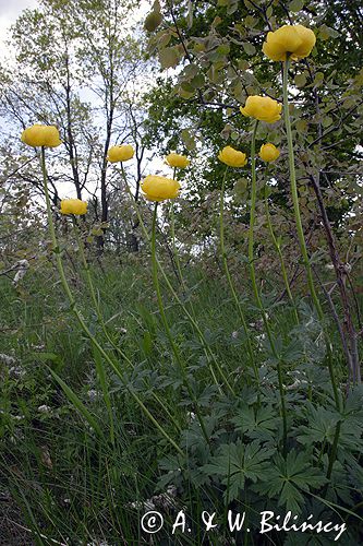 pełnik europejski Trollius europaeus rezerwat 'Bojarski Grąd' Nadbużański Park Krajobrazowy