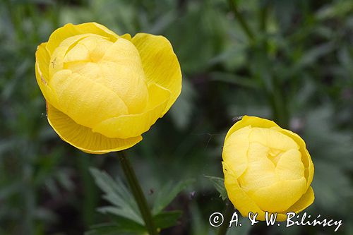 pełnik europejski Trollius europaeus rezerwat 'Bojarski Grąd' Nadbużański Park Krajobrazowy