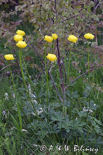 pełnik europejski Trollius europaeus rezerwat 'Bojarski Grąd' Nadbużański Park Krajobrazowy