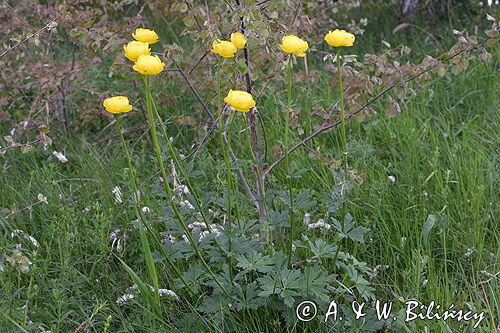 pełnik europejski Trollius europaeus rezerwat 'Bojarski Grąd' Nadbużański Park Krajobrazowy