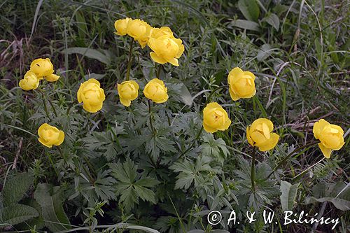 pełnik europejski Trollius europaeus rezerwat 'Bojarski Grąd' Nadbużański Park Krajobrazowy