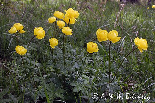 pełnik europejski Trollius europaeus rezerwat 'Bojarski Grąd' Nadbużański Park Krajobrazowy