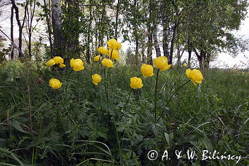 pełnik europejski Trollius europaeus rezerwat 'Bojarski Grąd' Nadbużański Park Krajobrazowy