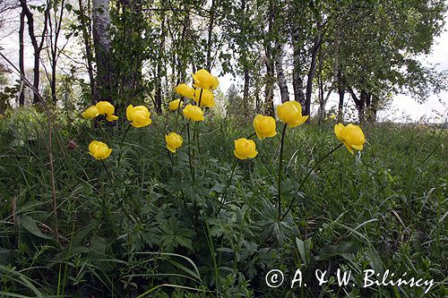 pełnik europejski Trollius europaeus rezerwat 'Bojarski Grąd' Nadbużański Park Krajobrazowy