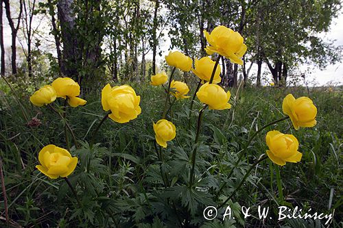 pełnik europejski Trollius europaeus rezerwat 'Bojarski Grąd' Nadbużański Park Krajobrazowy