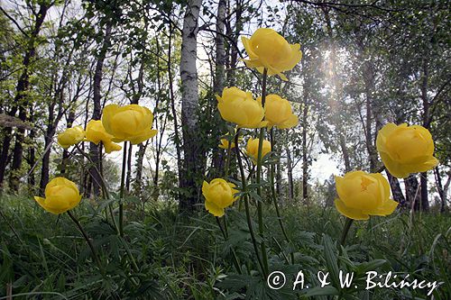 pełnik europejski Trollius europaeus rezerwat 'Bojarski Grąd' Nadbużański Park Krajobrazowy