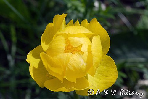 pełnik europejski Trollius europaeus rezerwat 'Bojarski Grąd' Nadbużański Park Krajobrazowy