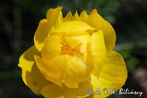 pełnik europejski Trollius europaeus rezerwat 'Bojarski Grąd' Nadbużański Park Krajobrazowy