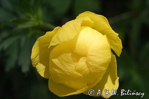 pełnik europejski Trollius europaeus rezerwat 'Bojarski Grąd' Nadbużański Park Krajobrazowy