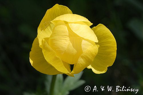 pełnik europejski Trollius europaeus rezerwat 'Bojarski Grąd' Nadbużański Park Krajobrazowy