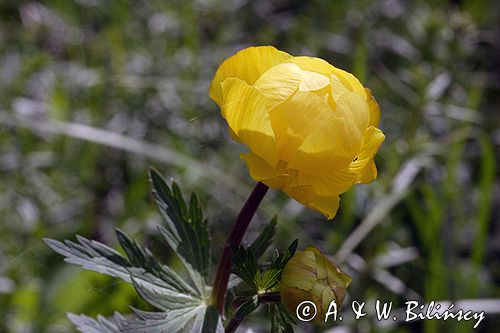 pełnik europejski Trollius europaeus rezerwat 'Bojarski Grąd' Nadbużański Park Krajobrazowy