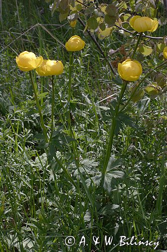 pełnik europejski Trollius europaeus rezerwat 'Bojarski Grąd' Nadbużański Park Krajobrazowy