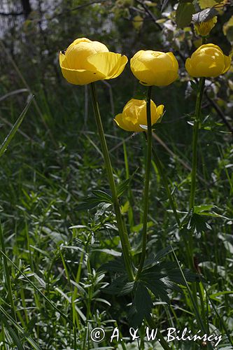 pełnik europejski Trollius europaeus rezerwat 'Bojarski Grąd' Nadbużański Park Krajobrazowy