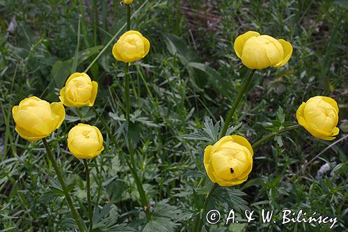 pełnik europejski Trollius europaeus rezerwat 'Bojarski Grąd' Nadbużański Park Krajobrazowy