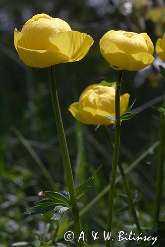 pełnik europejski Trollius europaeus rezerwat 'Bojarski Grąd' Nadbużański Park Krajobrazowy