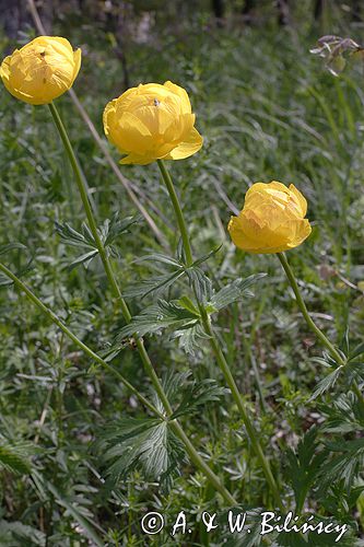 pełnik europejski Trollius europaeus rezerwat 'Bojarski Grąd' Nadbużański Park Krajobrazowy