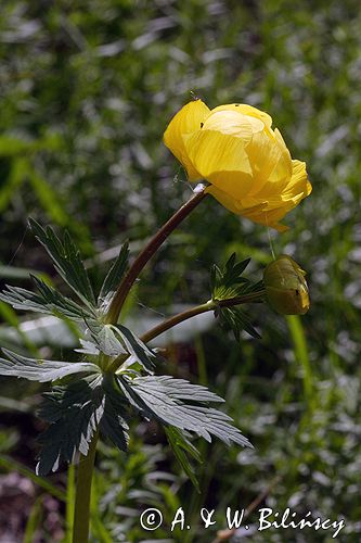 pełnik europejski Trollius europaeus rezerwat 'Bojarski Grąd' Nadbużański Park Krajobrazowy