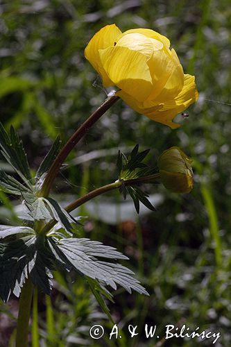 pełnik europejski Trollius europaeus rezerwat 'Bojarski Grąd' Nadbużański Park Krajobrazowy