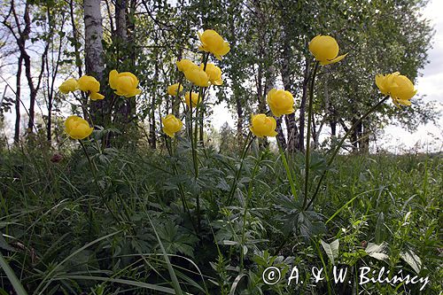 pełnik europejski Trollius europaeus rezerwat 'Bojarski Grąd' Nadbużański Park Krajobrazowy