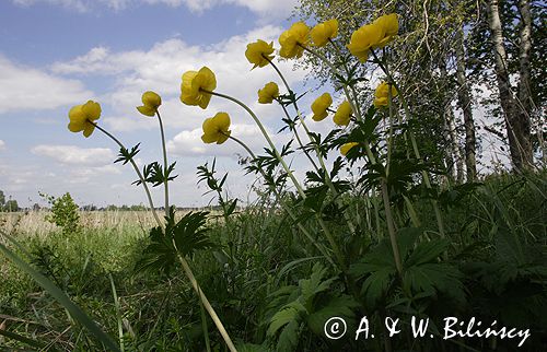 pełnik europejski Trollius europaeus rezerwat 'Bojarski Grąd' Nadbużański Park Krajobrazowy