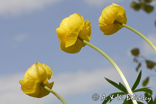 pełnik europejski Trollius europaeus rezerwat 'Bojarski Grąd' Nadbużański Park Krajobrazowy