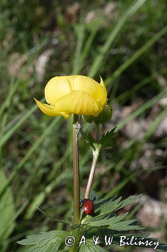 pełnik europejski Trollius europaeus rezerwat 'Bojarski Grąd' Nadbużański Park Krajobrazowy